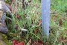 Die langen, schmalen, grünen Blätter der Weinbergstulpe können ohne sichtbare Blüte mit Gräsern verwechselt werden