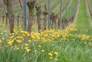 Weinbergstulpenblüte im Weinberg