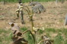 Gescheine durch Spätfrost erfroren an frostgeschädigtem Trieb