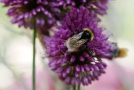 Eine Dunkle Erdhummel sitzt auf dem Blütenkopf eines rosafarbenen Lauchs