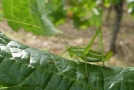 Gestreifte Zartschrecke (Leptophyes albovittata), eine Heuschrecke, sitzt auf einem Rebblatt