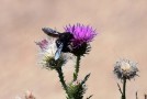 Blaue Holzbiene an einer rosa Distelblüte