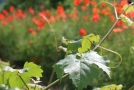 Leuchtend roter Mohn am Weinbergsrand, im Vordergrund eine Weinranke