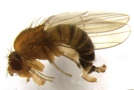 Bild 3 Das Weibchen der Art Drosophila suzukii mit ausgestülptem Eiablegeapparat