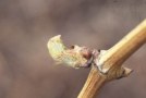 Dickmaulrüssler-Fraßbild an Knospen