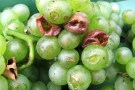 oberseits angefressene Beeren, einige durch Essigfäule braun verfärbt