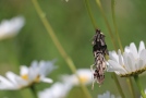 Echter Sackträger im Köcher an Blumenstängel in einer Wiese