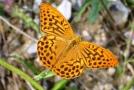 Kaisermantel (Argynnis paphia) -orangefarbener Schmetterling mit dunkelbrauner Zeichnung