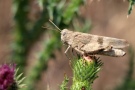 Rotflügelige Ödlandschrecke (Oedipoda germanica) auf einer Blüte sitzend