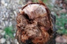 Esca - Weißfäule durch Pilzbefall im Rebholz