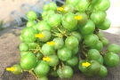 Pero Spätbefall an einzelnen Beeren