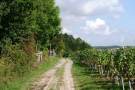 Feldweg zwischen Rebanlage und Waldsaum