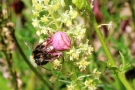 Gehöckerte Krabbenspinne mit einer Hummel als Beute