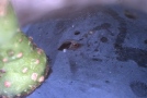 Bild 11 Ein feiner Safttropfen bildet sich oft, wenn die Larve aus dem Ei schlüpft.