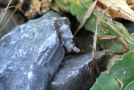 graue Larve der Rotflügelige Ödlandschrecke (Oedipoda germanica) noch ohne Flügel auf einem grauen Stein sitzend