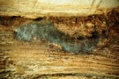 Holzbohrer - Bohrgang mit Ambrosiapilz im Längsschnitt