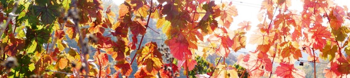 Herbstfärbung des Laubs einer Rotweinrebe im Gegenlicht