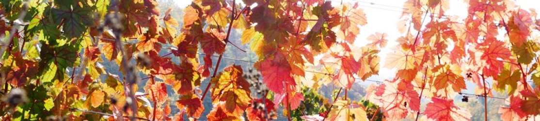 Herbstfärbung Weinbau Header - buntes Weinlaub im Gegenlicht
