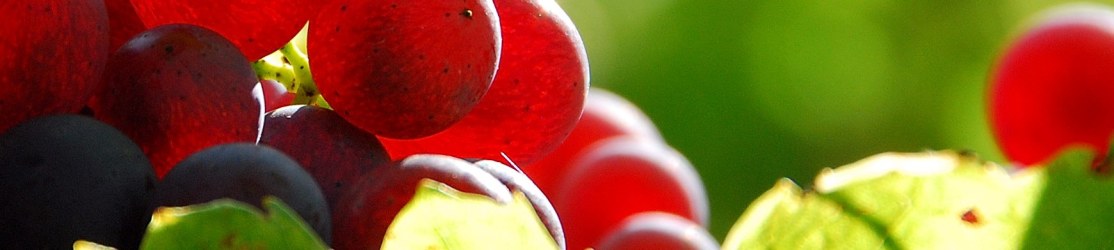 Header Weinbau - Rote Traube im Gegenlicht