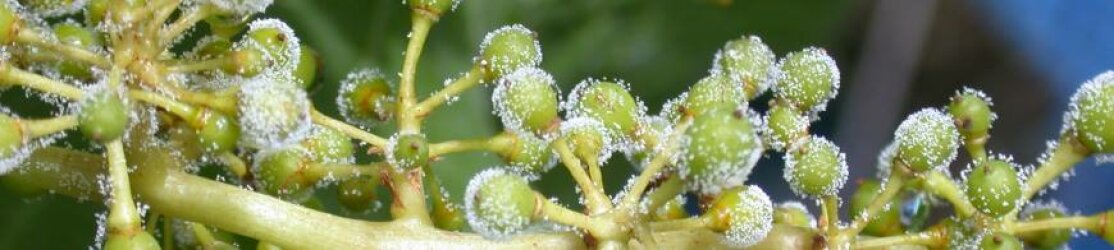 Header Rebschutz mit Sporulation von Peronospora auf jungen Beerchen