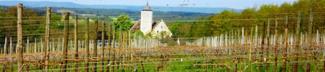 Header_Weinbaulandschaft im zeitigen Frühling