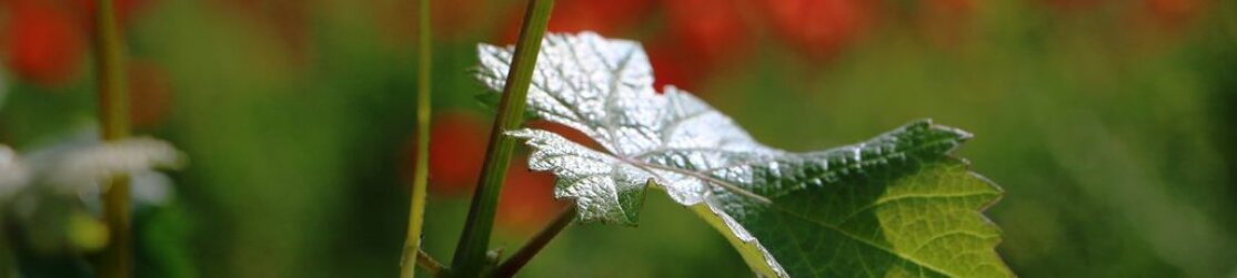 Header Weinbau Sommer: Von der Sonne beschienenes Rebblatt im Hintergrund rot leuchtender Klatschmohn