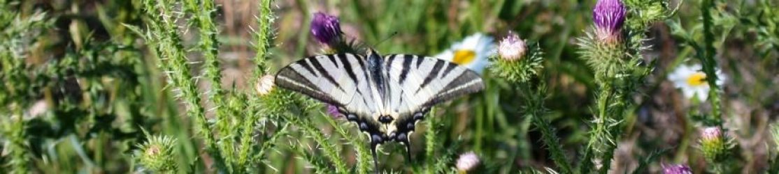 Lebensraum  Weinberg - Segelfalter auf Distelblüte