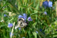 Eine Hummel sitzt in der blauen Blüte des Natternkopfes