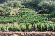 Weinbergterrassen mit Hecken und Mauern