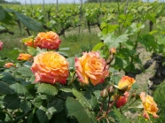 Knospen und Blüten einer pink-gelb blühenden Rose; im Hintergrung frisch grüne Reben