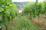 Weinberg mit vielfältiger Begrünung