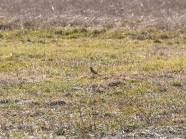 Eine Feldlerche sitzt nahezu unsichtbar in einem kahlen Feld.