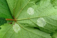 Peronospora Pilzrasen auf der Blattunterseite der ersten Ölflecken