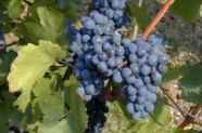 Reife Trauben der Rebsorte Blauburger