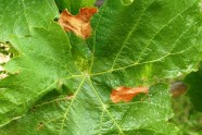 Zwei Befallsstellen von Frühbotrytis am Blatt