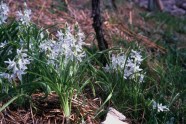 Mehrere Pflanzen des Nickenden Milchsterns mit seinen milchweißen Blüten im Weinberg