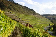 steile Weinlage durch Mauern in Terrassen gegliedert