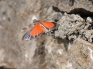 Rotflügelige Ödlandschrecke (Oedipoda germanica) im Flug, die roten Hinterflügel sind gut sichtbar