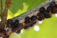 Schildläuse mit Ameisen am einjährigen Trieb