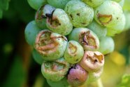 Mäusefraß an Beeren mit Mäusekot und Fäule