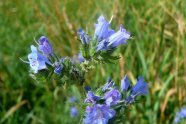 Nahaufnahme eines Teils des Blütenstandes mit blauen Blüten aus denen der wie eine Schlangenzunge gespaltene Griffel herausragt