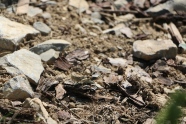 Rotflügelige Ödlandschrecke - für Eiablage günstiger offener und steiniger Boden