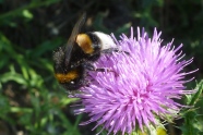 Eine dunkle Erdhummel sitzt auf einer rosafarbenen Distelblüte