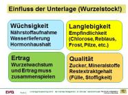 Einfluss der Unterlage auf Wüchsigkeit, Langlebigkeit, Ertrag und Qualität des ganzen Rebstocks   