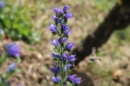 Ein Taubenschwänzchen fliegt auf Höhe einer Blüte und rollt den für Schmetterlinge typischen Rüssel aus