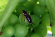 Ein Ohrwurm sitzt versteckt zwischen den Beeren einer reifenden Traube