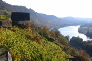 Blick über Weinberge auf den Main