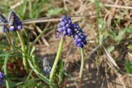 Die blauen Blüten der Traubenhyzinthe aus der Nähe, gut erkennbar die einzelnen Blütchen in den Blütentrauben