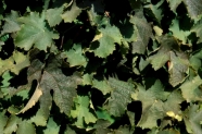 Bronzierte Blätter durch Spinnmilbenbefall