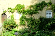 Rebstock an der Steinmauer eines alten Hauses oder Schlosses mit Holztür mit Rundbogen und zwei Sprossenfenstern